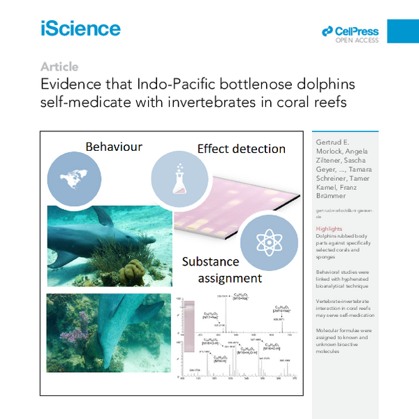 Dolphin research in the Red Sea: Unique research methods | Dolphin ...