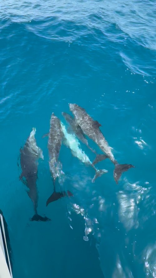 🐬 Why do dolphins bow ride?

Bow riding is the behaviour of dolphins swimming within the pressure wave created at the...