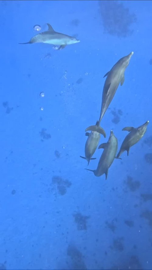 Have you ever wondered how dolphins mate? 🐬
These Indo-Pacific bottlenose dolphins are currently in their mating peak,... Have you ever wondered how dolphins mate? 🐬
These Indo-Pacific bottlenose dolphins are currently in their mating peak,...