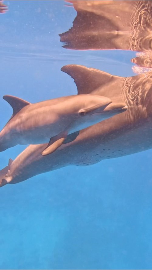 🐬Meet Indo-Pacific bottlenose dolphin mother Janina and her first calf! A beautiful newborn male 💙

While newborn calves...