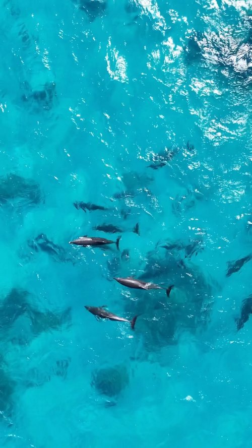 Indo-Pacific bottlenose dolphins live in a complex social system known as a fission-fusion society.

Unlike species that...