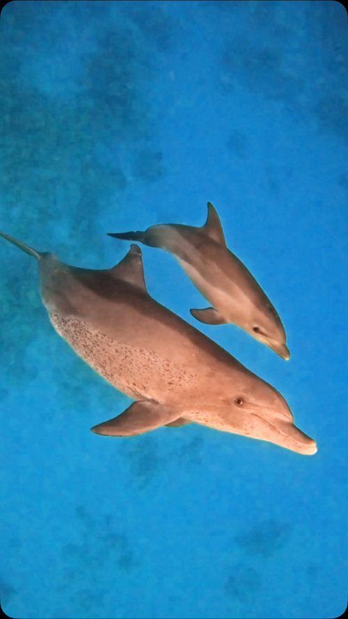🐬💙 A new generation begins in the Northern Red Sea!
We are so happy to share some very special news: Ferdinand has been... 🐬💙 A new generation begins in the Northern Red Sea!
We are so happy to share some very special news: Ferdinand has been...