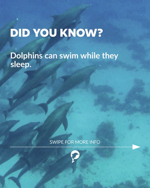 👀 Did you know?

Dolphins can swim while they sleep. 🐬

Swipe to learn more about these amazing creatures. ✨ 

---

👀...