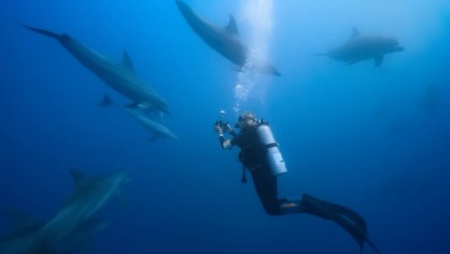 🐬🎥 Dolphins: My Close Encounters at the @gff

After it's World Premiere at the @zurichfilmfestival, Dolphins: My Close...