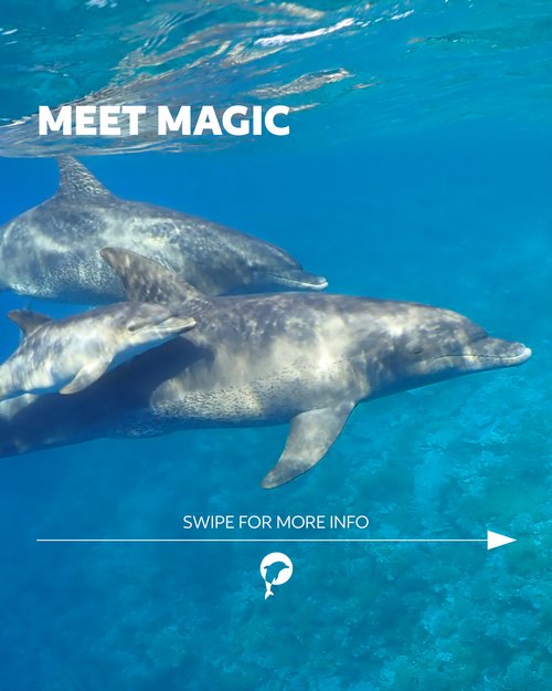 ✨ Meet Magic – the survivor.

Magic truly deserves her name—her life is marked by miracles, hope, and an unbreakable...