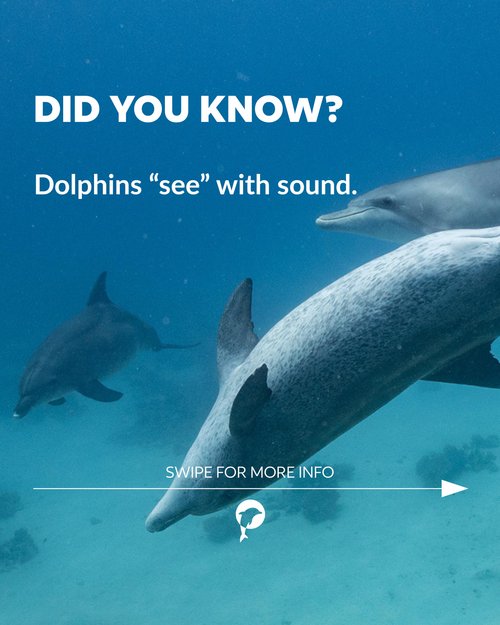🐬 Did you know?

Dolphins "see" with sound. This is called echolocation and helps them to navigate and hunt. 🌊

Learn...