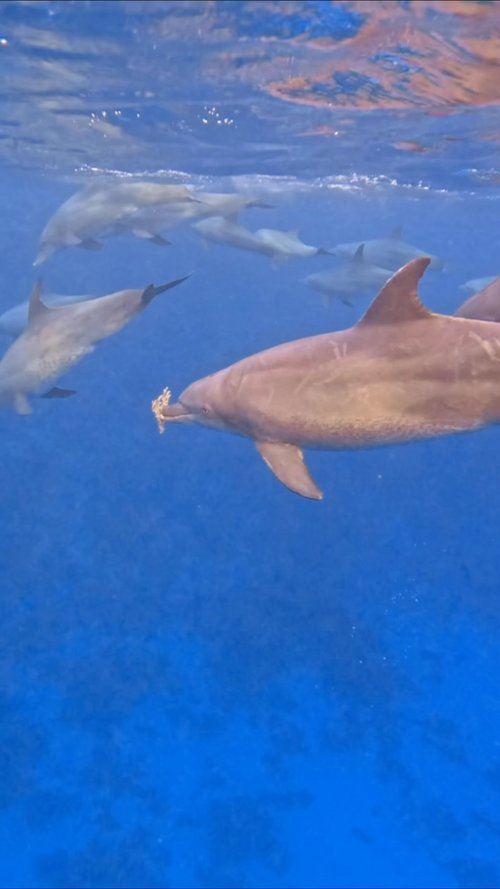 Indo-Pacific bottlenose dolphins are highly intelligent, and their curiosity can be seen in the way they interact with...