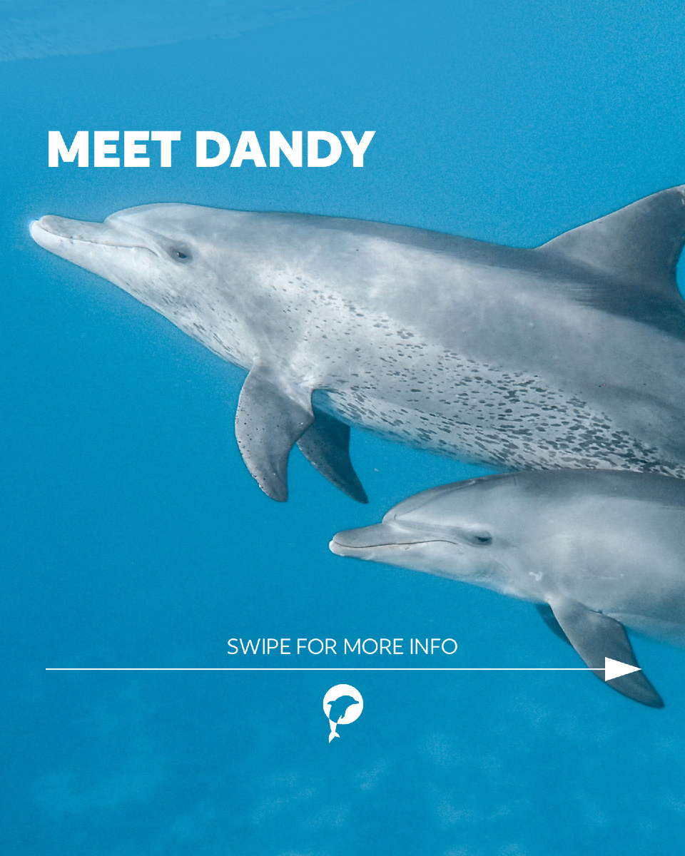 With her gentle and trusting nature, Dandy has touched many hearts in the Red Sea. 🐬💙 

Over the years, she has become a...