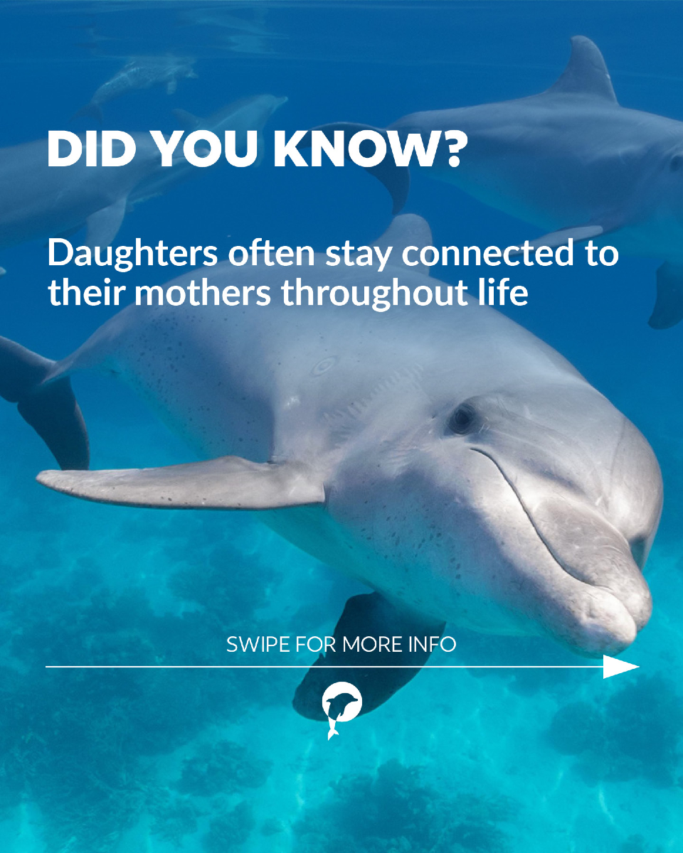 Family ties run deep in the ocean. 🌊🐬

For dolphins, the bond between mothers and daughters goes far beyond family –...