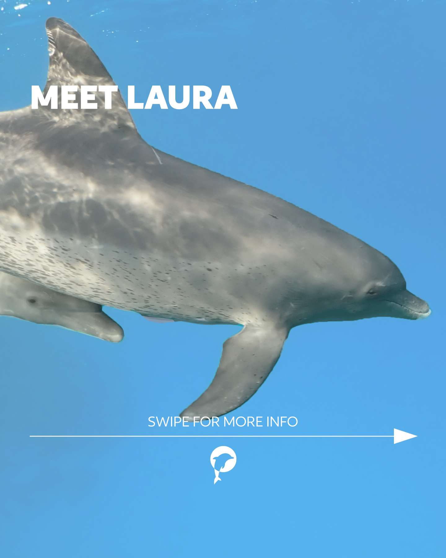 🇬🇧 Meet Laura – one of the reef’s most curious residents. 🐬💙
First identified in 2010, she has been inspiring us ever...