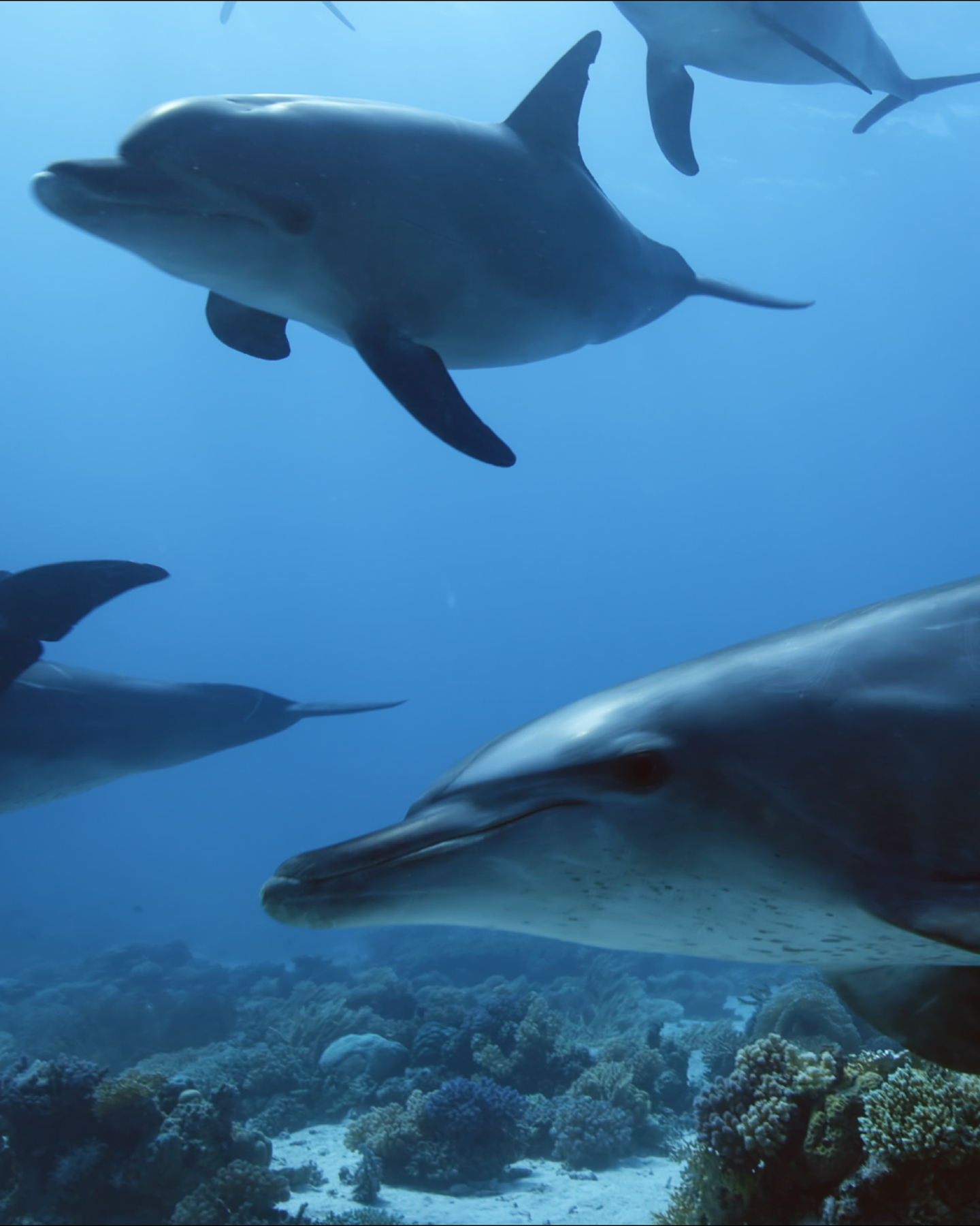 Nicht verpassen!

📺 Heute um 20.15 Uhr auf ORF2 "Das Rote Meer - Im Zaubergarten der Evolution"

👉 Oder online auf...