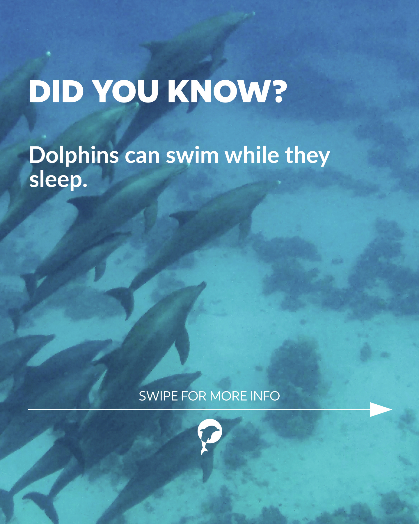 👀 Did you know?

Dolphins can swim while they sleep. 🐬

Swipe to learn more about these amazing creatures. ✨ 

---

👀...