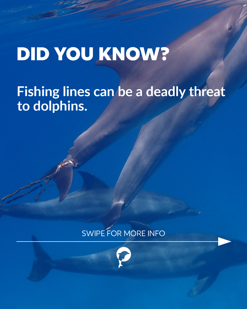 🐬💙 Dolphins in danger

Did you know that a single fishing line can be deadly for dolphins? They often become entangled...