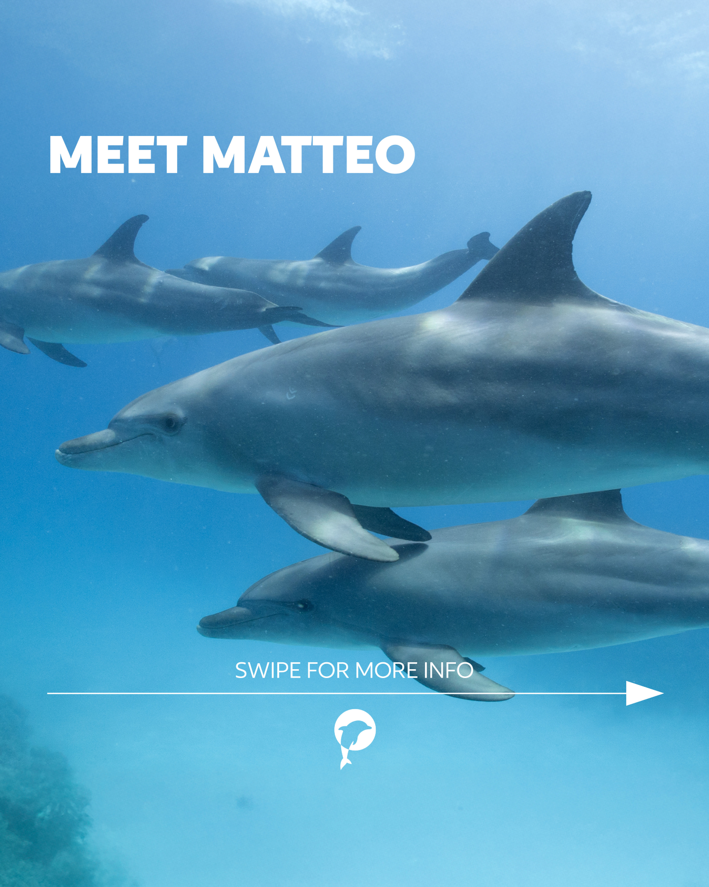 🐬 Say hello to Matteo!

With his curious spirit and playful dives, he’s a regular sight around Gubal Island.

Every...