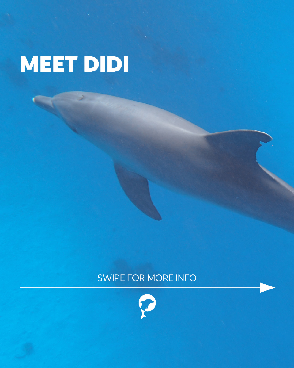 Playful, daring, and full of energy – that’s Didi. 🐬💙

But like all dolphins, he faces daily challenges in the Red Sea.
...