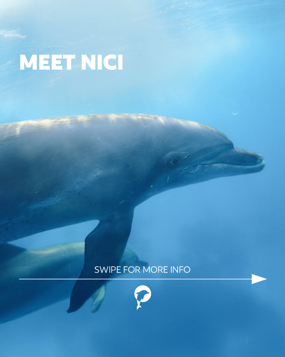 Learn more about Nici’s journey 🐬💙

His story is a reminder of why dolphin protection matters – not only here in the Red...