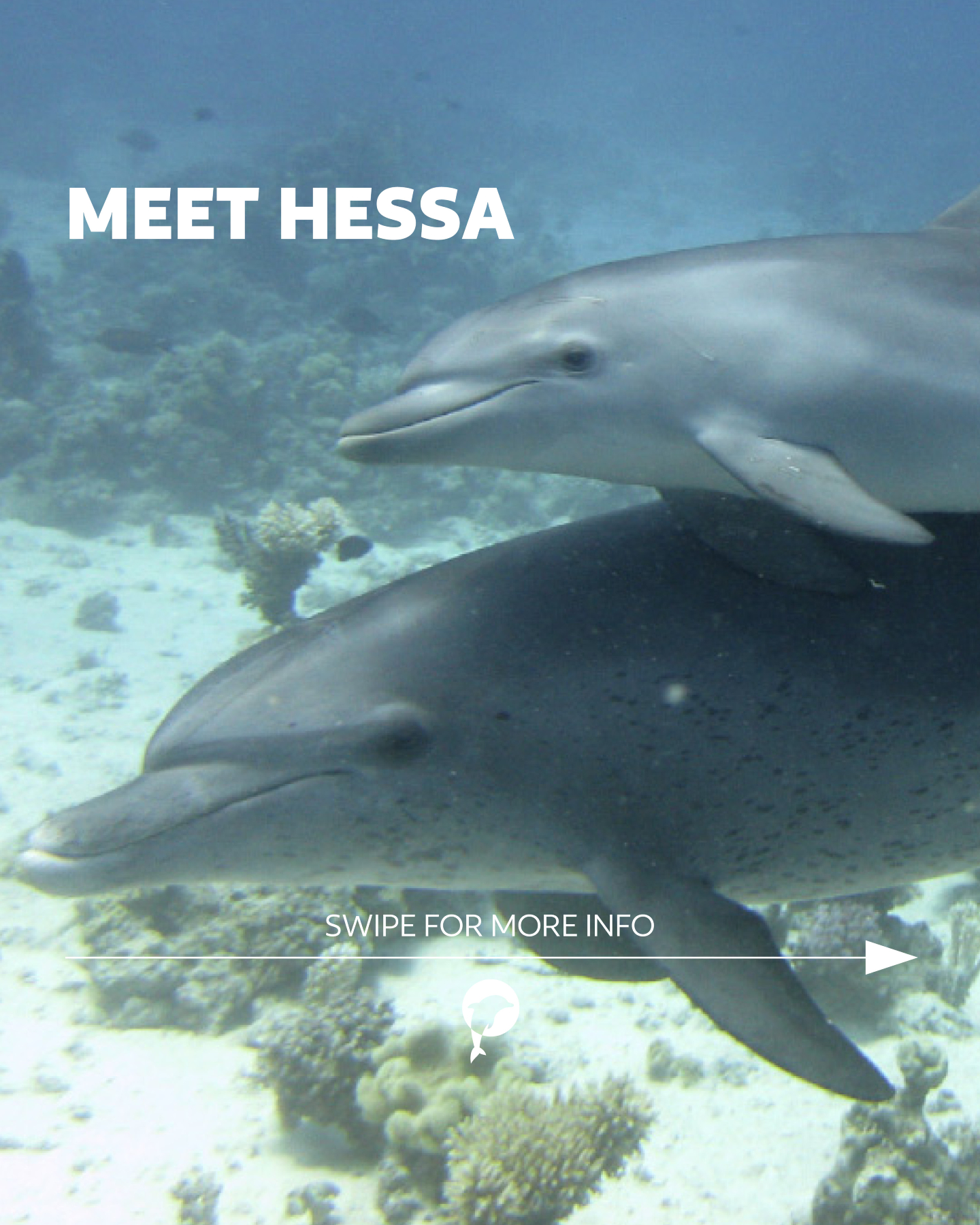 🇬🇧 Hessa has been part of our Red Sea dolphin community for many years — a wise and caring matriarch who has raised... 🇬🇧 Hessa has been part of our Red Sea dolphin community for many years — a wise and caring matriarch who has raised...
