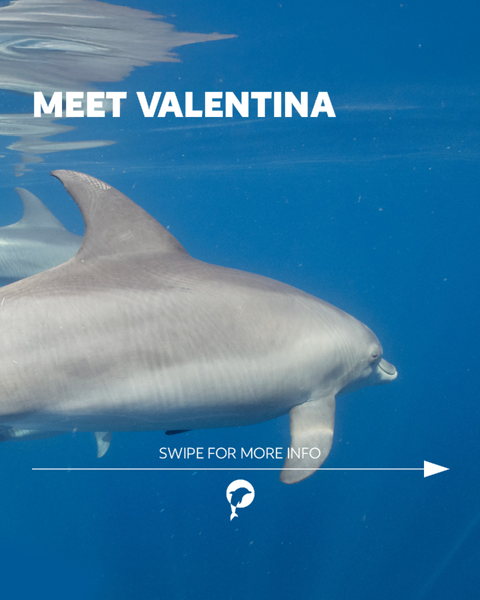 Some dolphins capture our attention the moment we first see them, and Valentina is one of them. 🐬💙

Although she’s still...