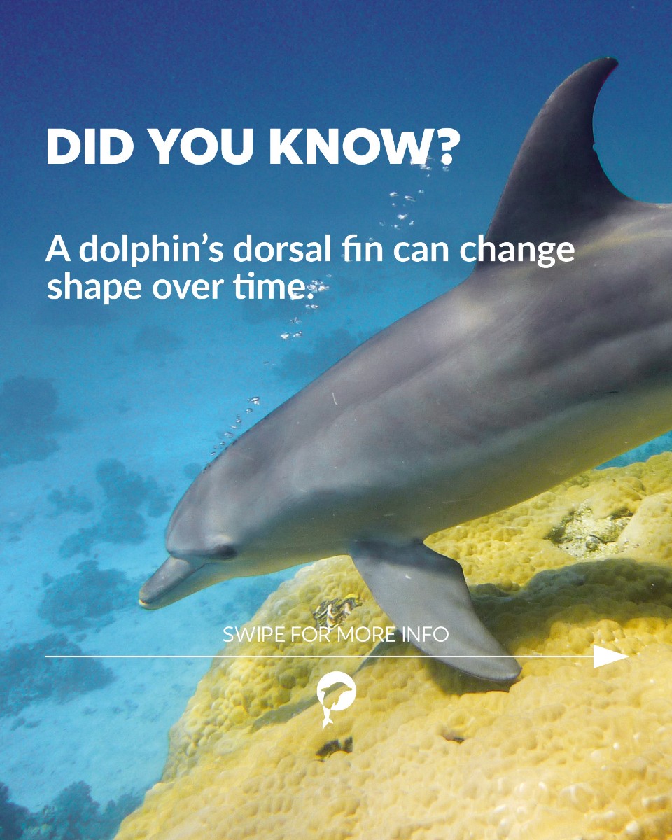 Every dolphin’s dorsal fin is unique – like a fingerprint. 🌊🐬 That’s how researchers recognize and follow them over the...