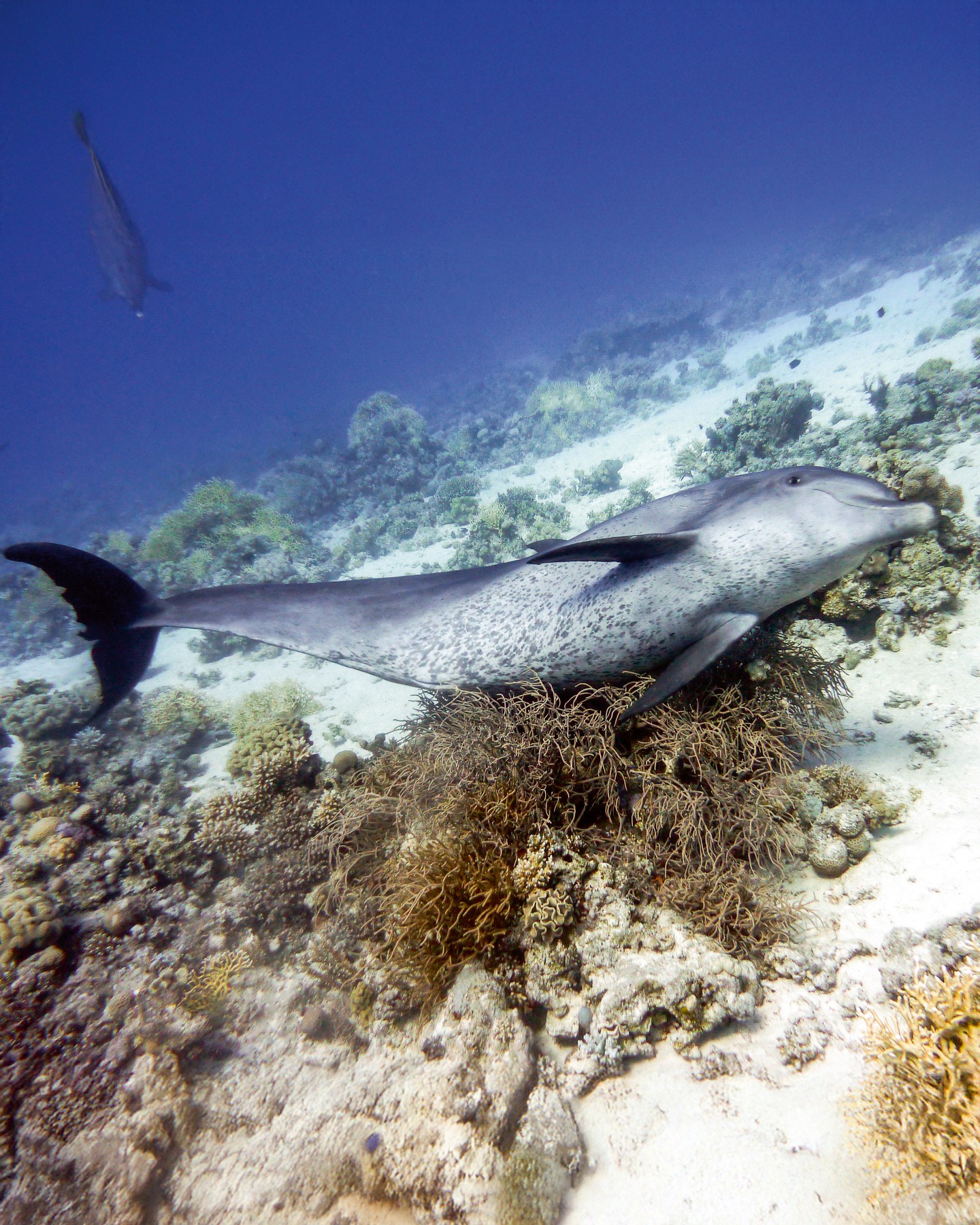 📺 Schaltet ein diesen Montag, 1. Dezember, um 20:15 Uhr auf ARD, wenn der erste Teil des Doku-Zweiteilers «Tiere im...