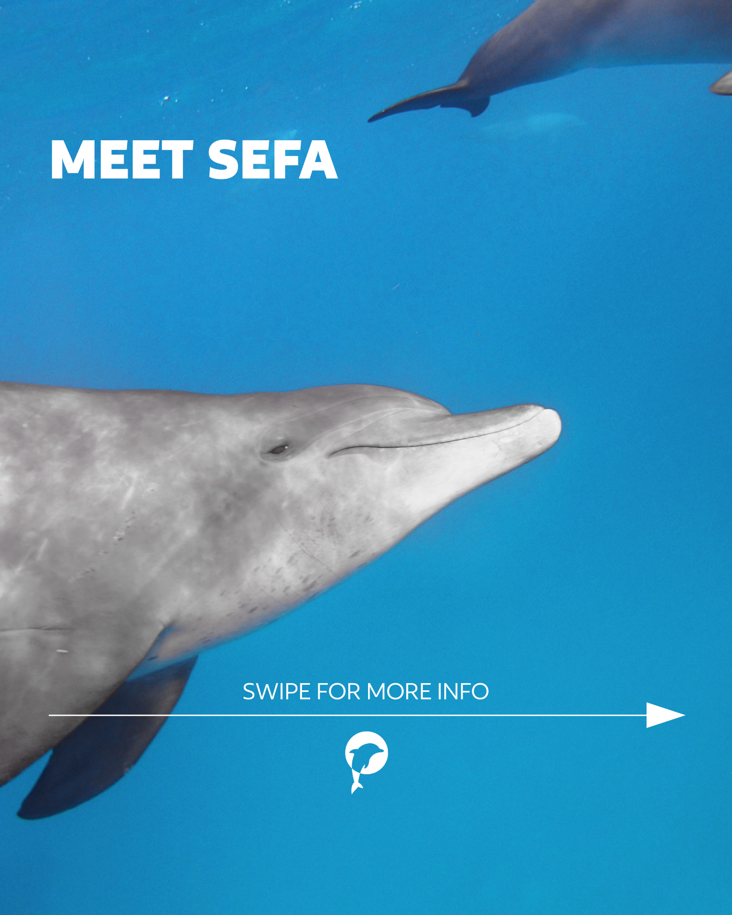✨ Meet Sefa – the gentle guardian of the reef.

We’ve known him since the day he was born, and over the years he has...