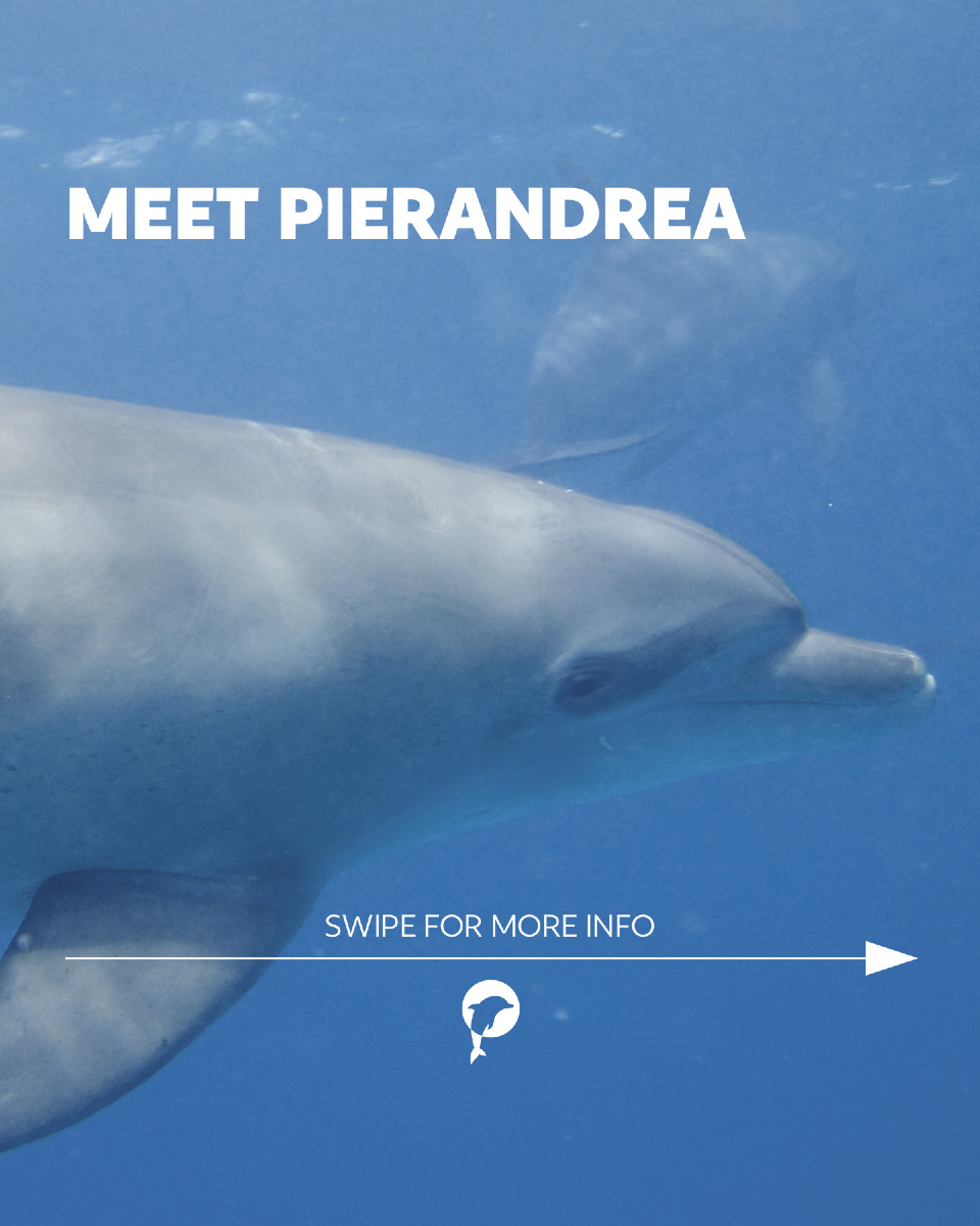 By studying dolphins like Pierandrea, we can learn so much more than just their individual stories. 🐬💙

Every encounter...