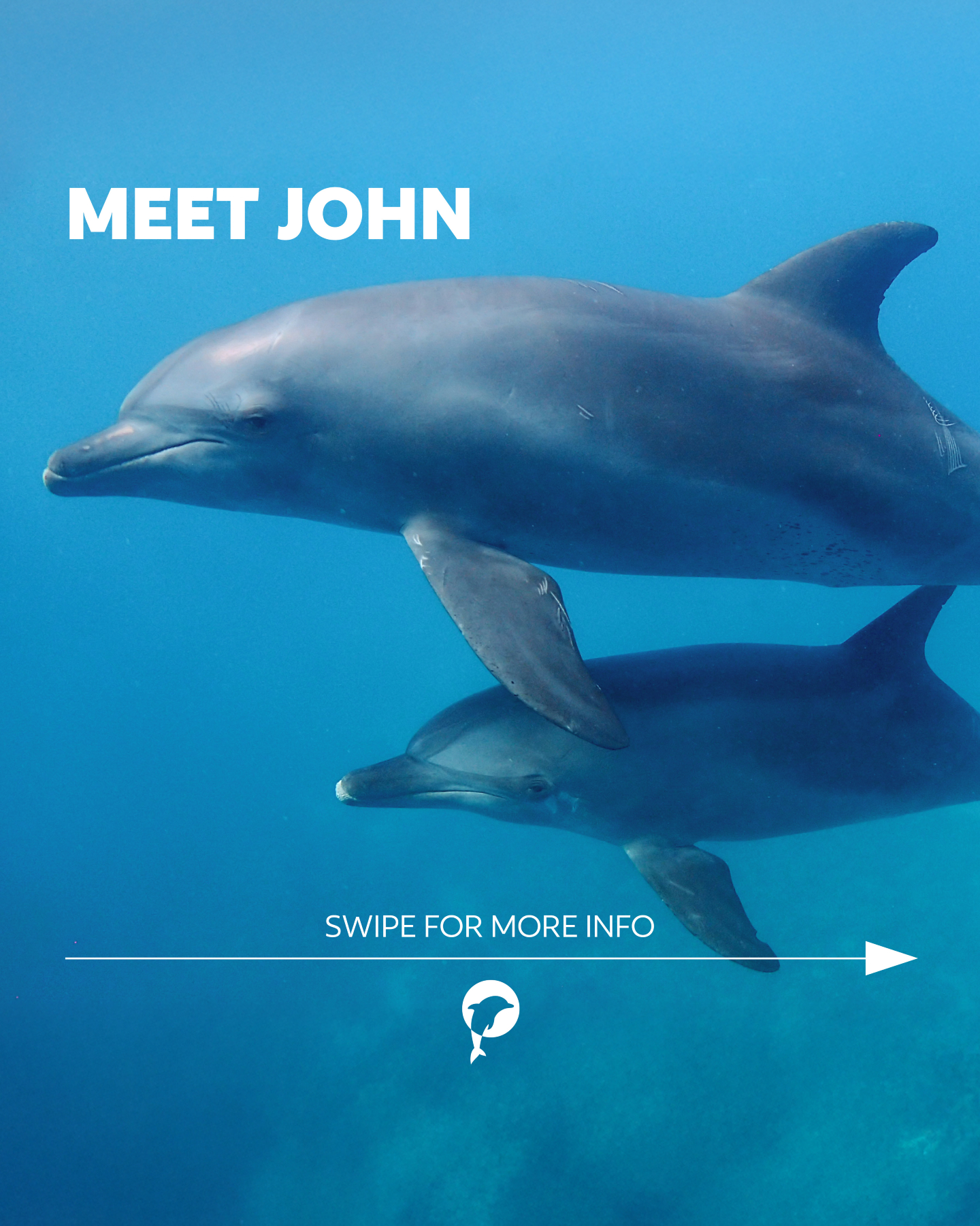 🌊🐬 Ever wondered how we tell dolphins apart?

Meet John – a Red Sea local with a story written on his skin. Every spot...